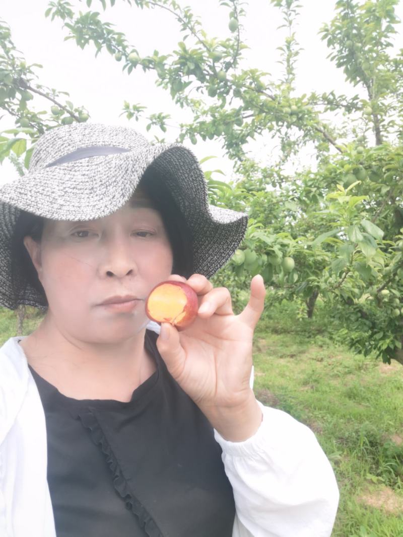 六月紫李子成熟了，颜色漂亮诱人，个头大，果肉是鲜黄色的