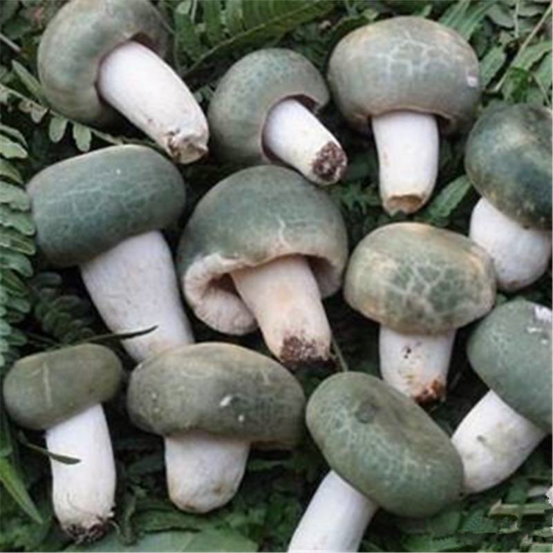 青头菌