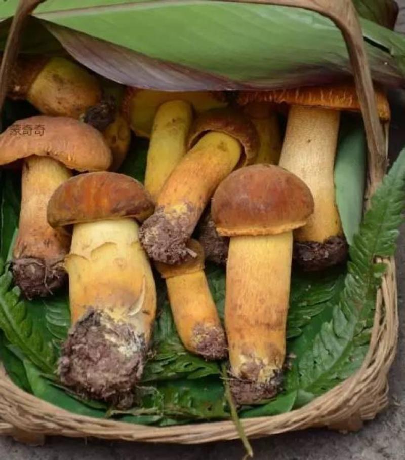 黄牛肝
