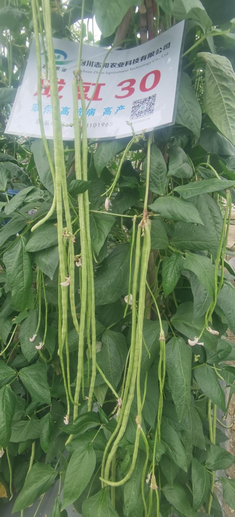 翠绿色豇豆种子成豇19早熟厚肉型条荚油亮顺直结荚密