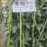 翠绿色豇豆种子成豇19早熟厚肉型条荚油亮顺直结荚密