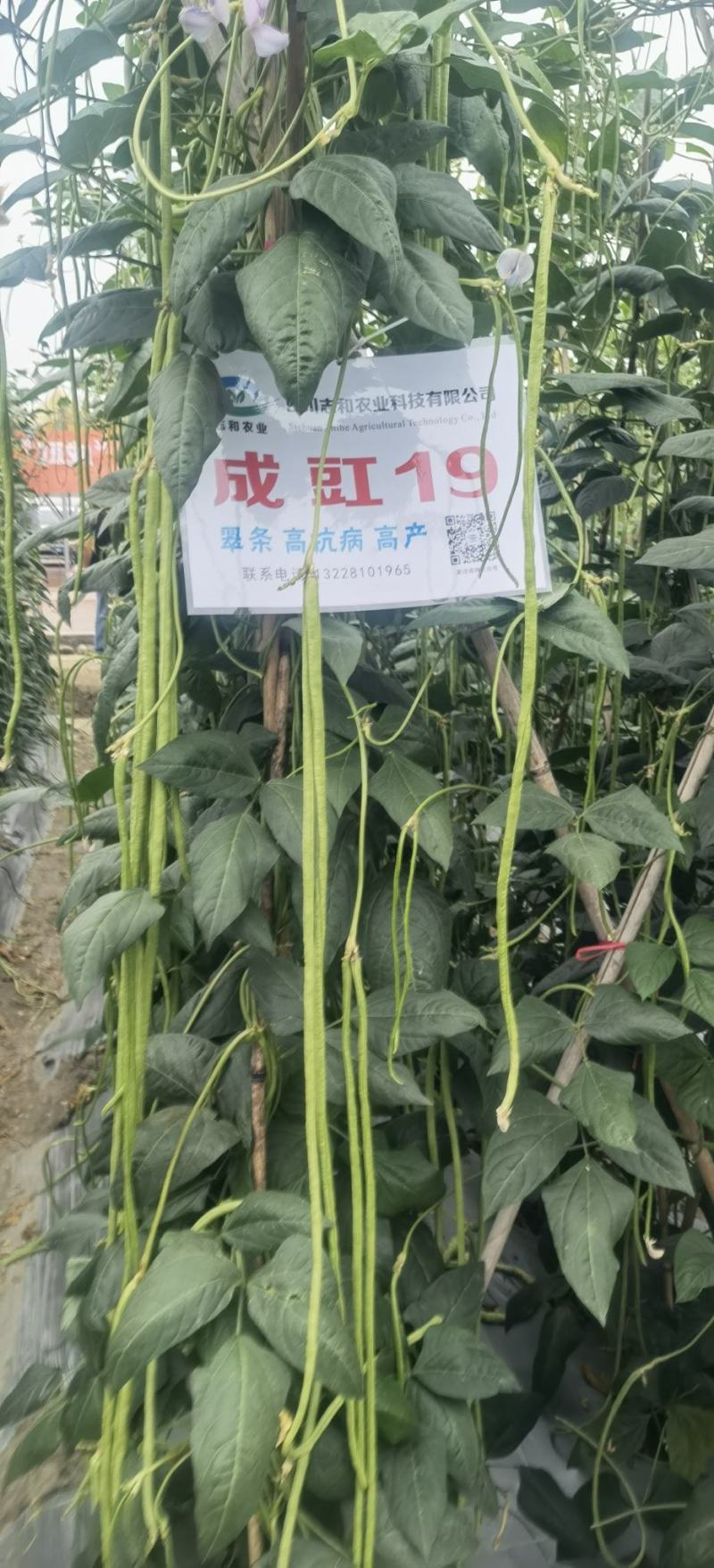 翠绿色豇豆种子成豇19早熟厚肉型条荚油亮顺直结荚密