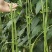 翠绿色豇豆种子成豇19早熟厚肉型条荚油亮顺直结荚密