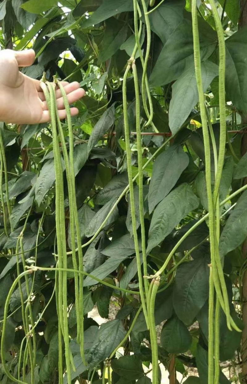 翠绿色豇豆种子成豇19早熟厚肉型条荚油亮顺直结荚密