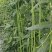 翠绿色豇豆种子成豇19早熟厚肉型条荚油亮顺直结荚密