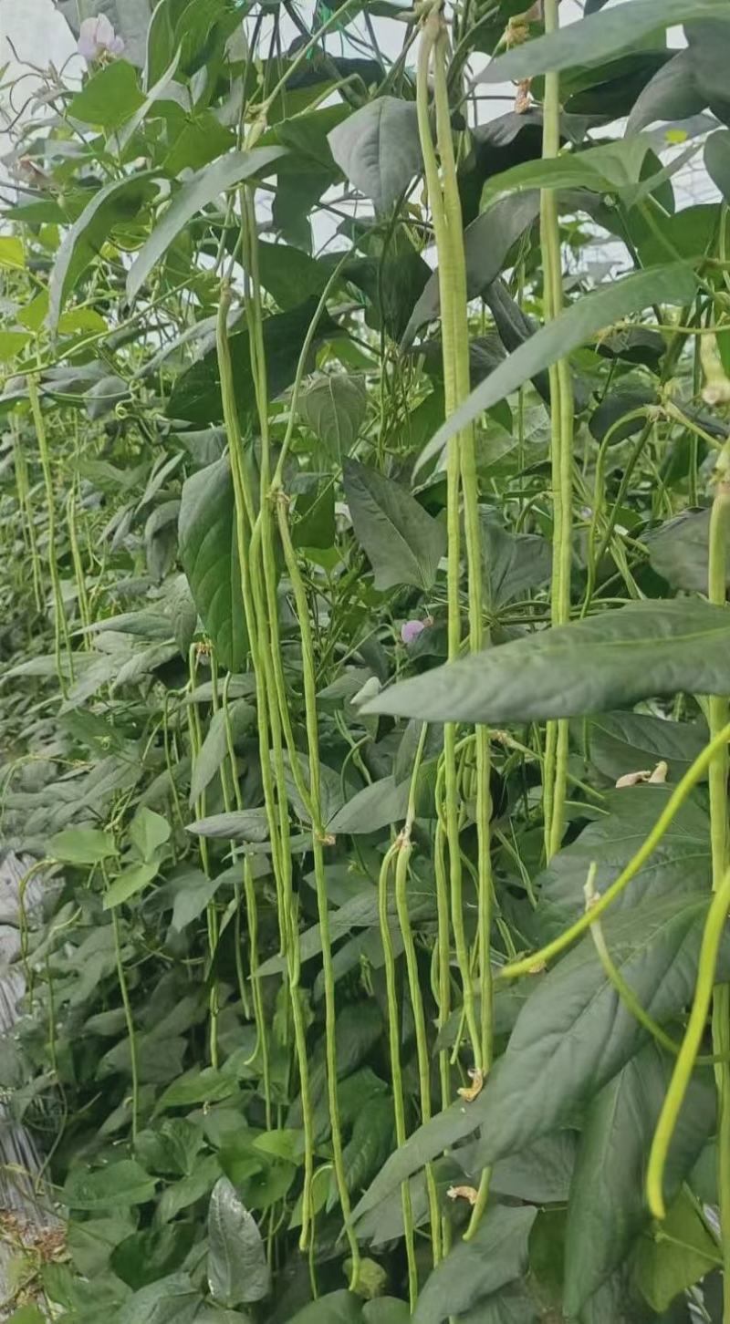 翠绿色豇豆种子成豇19早熟厚肉型条荚油亮顺直结荚密