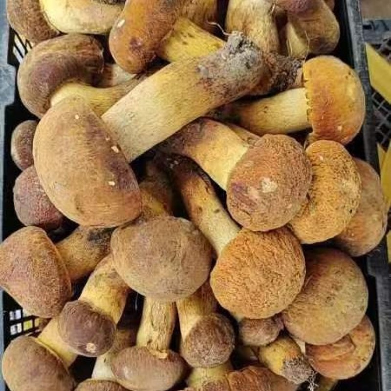 黄牛肝