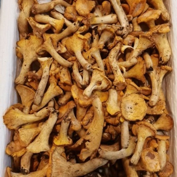 鸡油菌