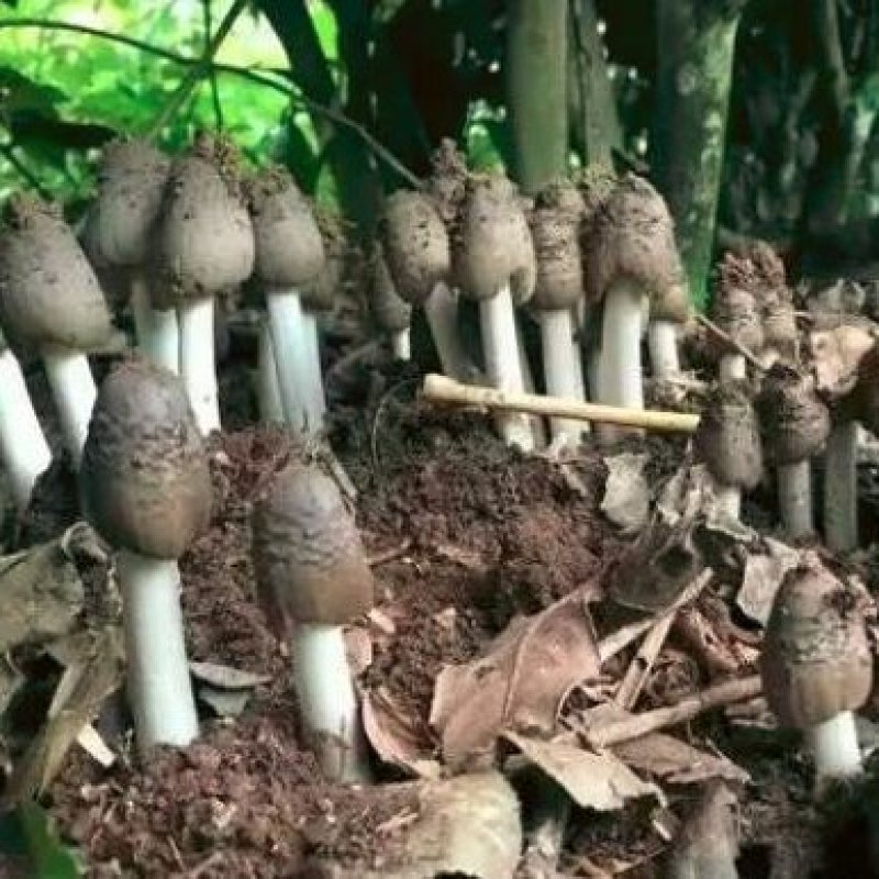 火把鸡枞