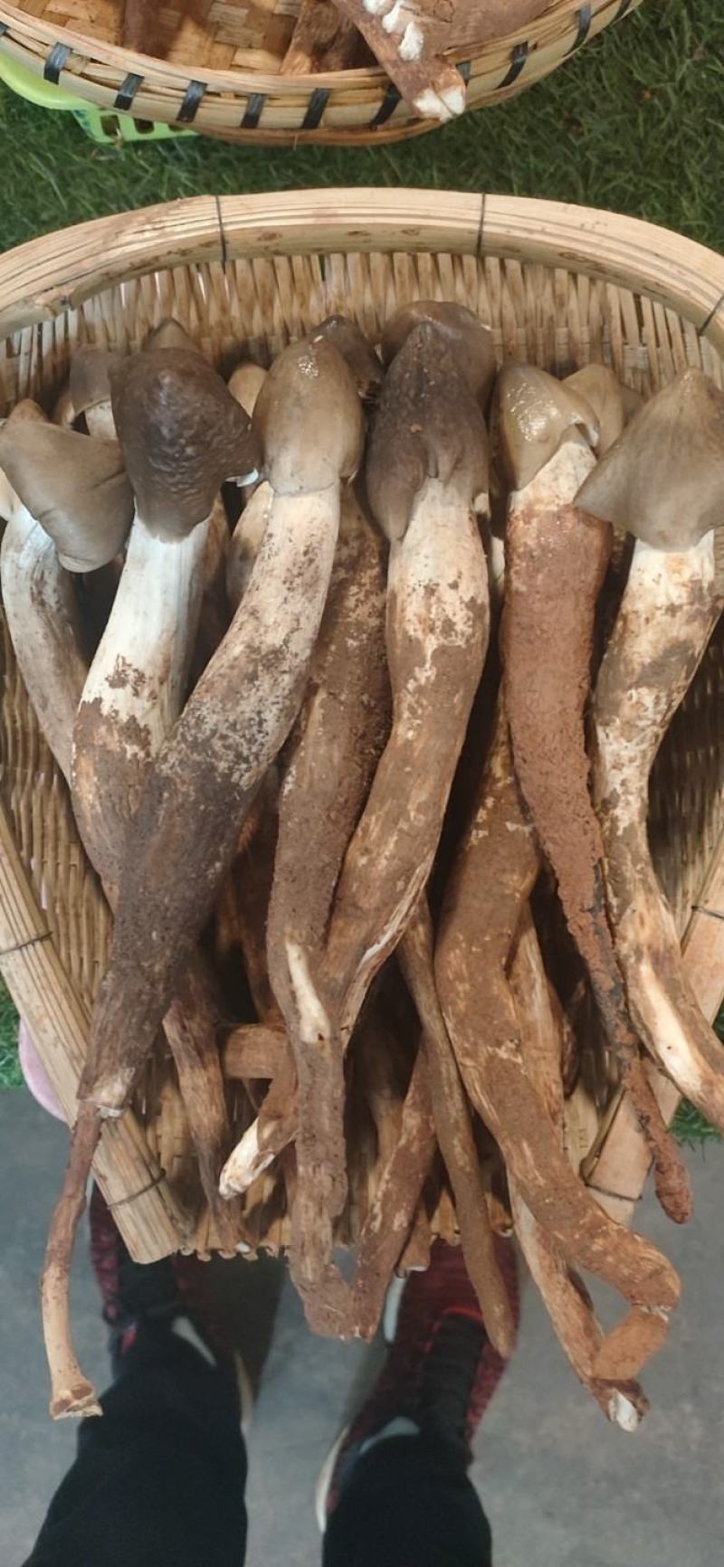 火把鸡枞