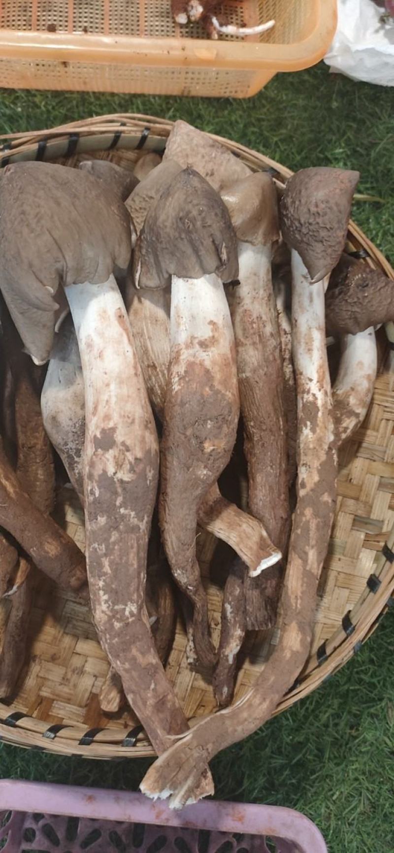 火把鸡枞