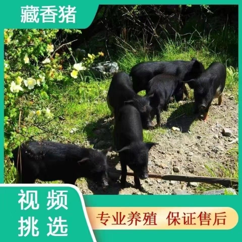 藏香猪黑河豚纯种土黑猪系咪黑毛猪
