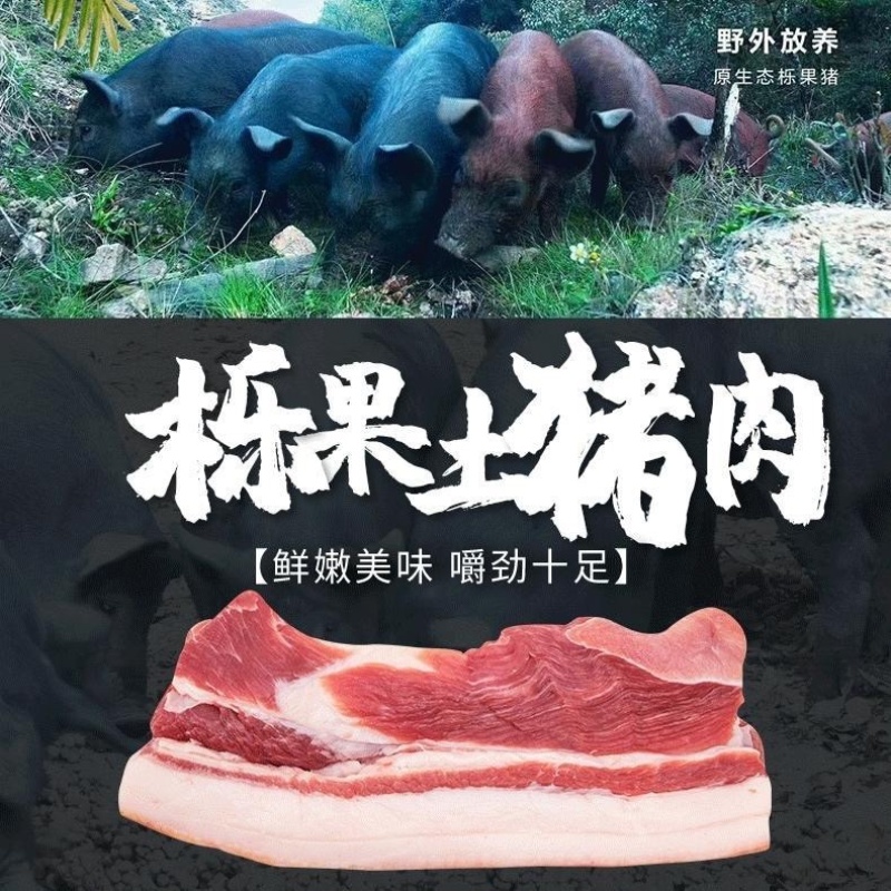 藏香猪黑河豚纯种土黑猪系咪黑毛猪