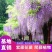 紫藤花树苗爬藤植物庭院围墙四季盆栽花苗地栽花卉藤蔓紫水晶