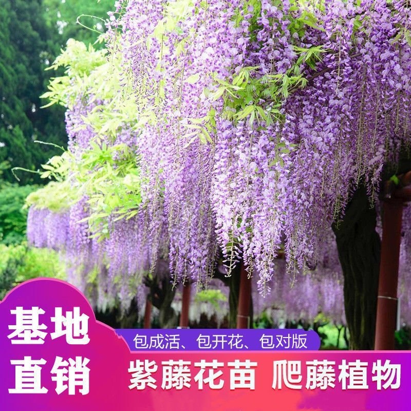 紫藤花树苗爬藤植物庭院围墙四季盆栽花苗地栽花卉藤蔓紫水晶