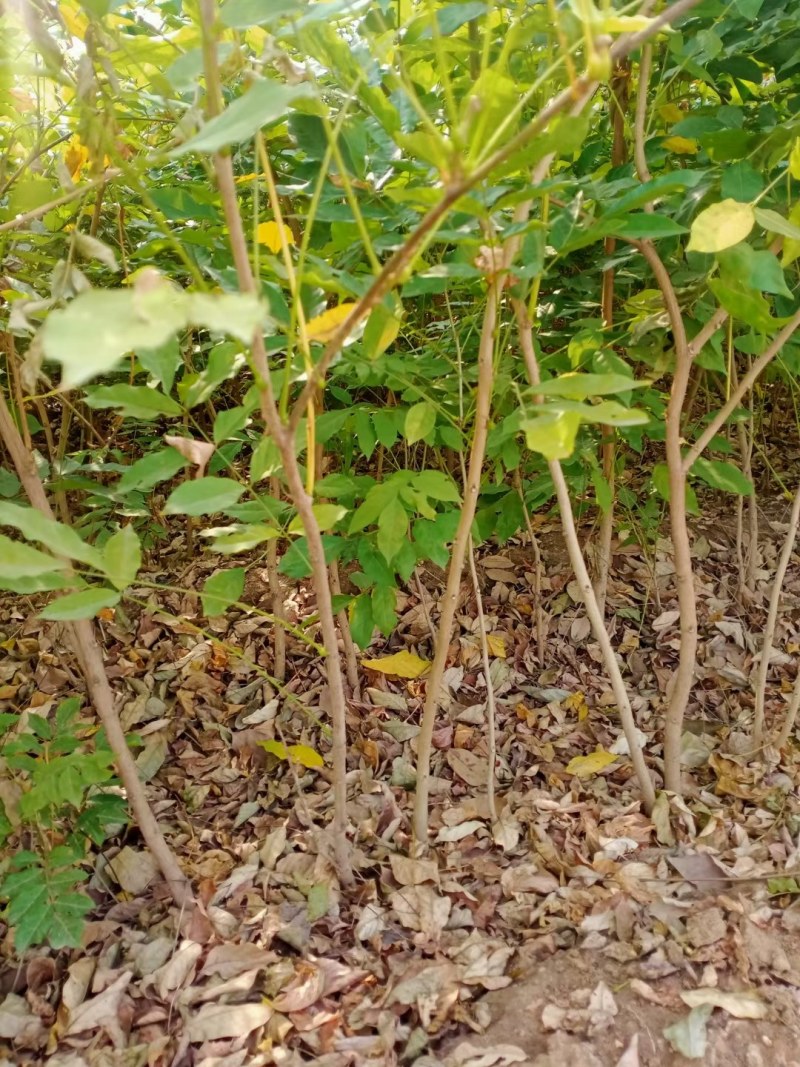 紫藤花树苗爬藤植物庭院围墙四季盆栽花苗地栽花卉藤蔓紫水晶