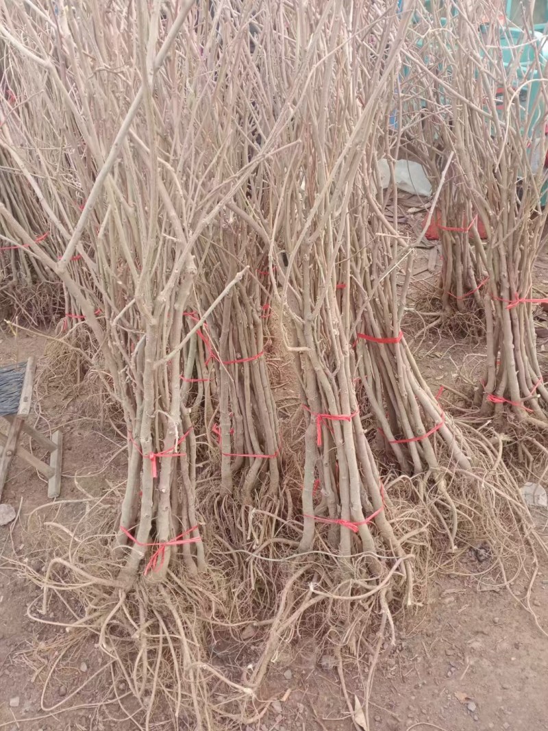 紫藤花树苗爬藤植物庭院围墙四季盆栽花苗地栽花卉藤蔓紫水晶