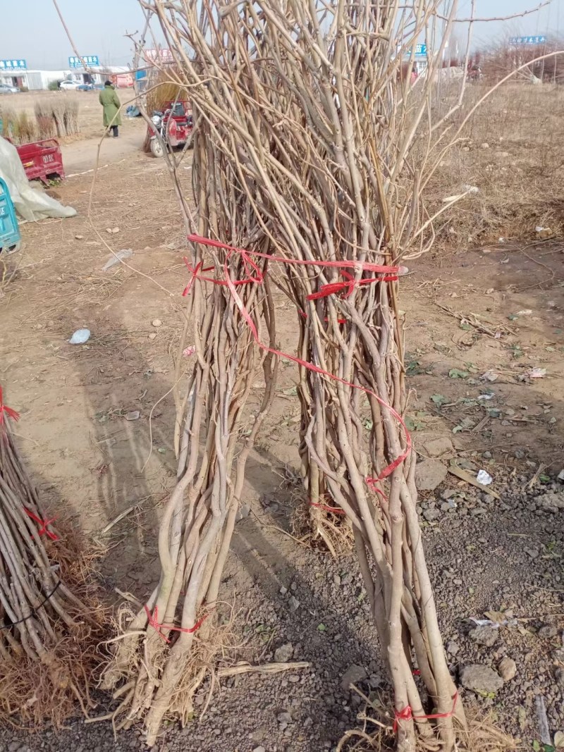 紫藤花树苗爬藤植物庭院围墙四季盆栽花苗地栽花卉藤蔓紫水晶