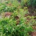 紫藤花树苗爬藤植物庭院围墙四季盆栽花苗地栽花卉藤蔓紫水晶