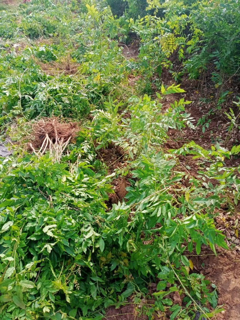 紫藤花树苗爬藤植物庭院围墙四季盆栽花苗地栽花卉藤蔓紫水晶