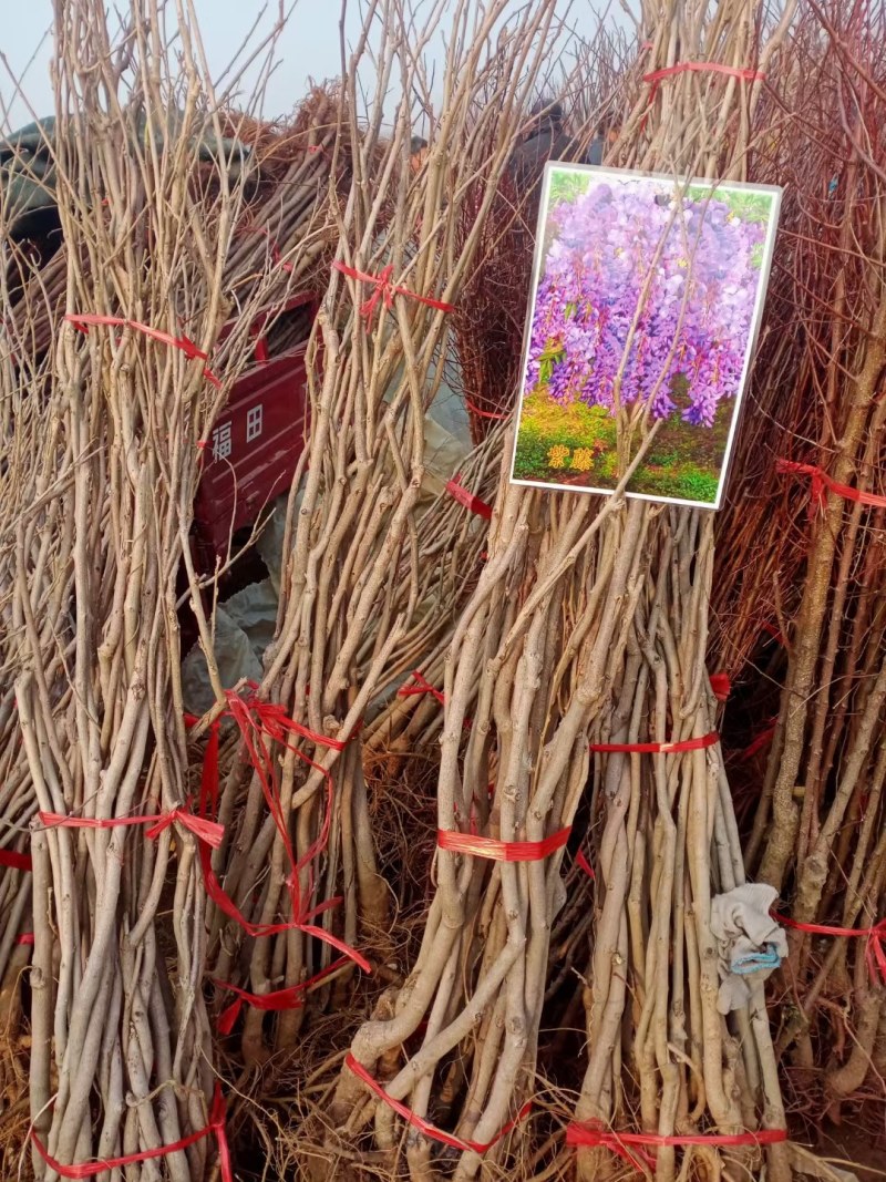 紫藤花树苗爬藤植物庭院围墙四季盆栽花苗地栽花卉藤蔓紫水晶