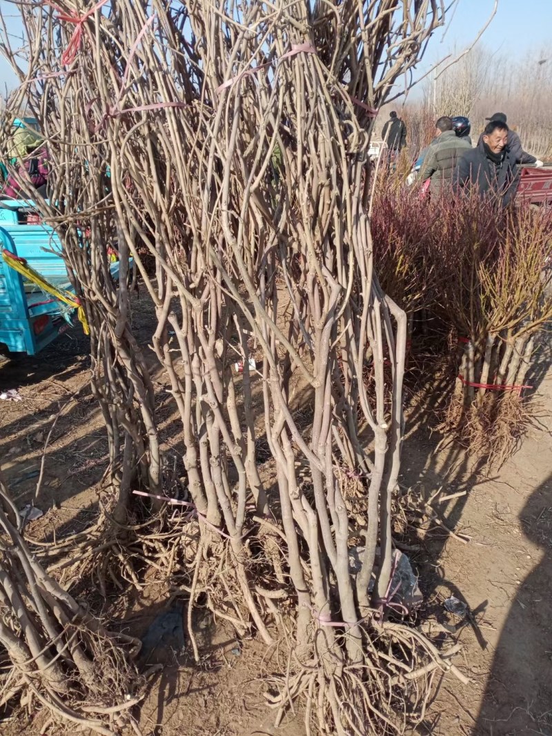 紫藤花树苗爬藤植物庭院围墙四季盆栽花苗地栽花卉藤蔓紫水晶