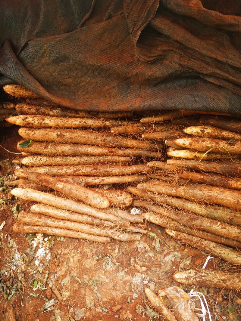 《店长推荐》广西淮山山药麻山药淮山粉糯香欢迎来订购
