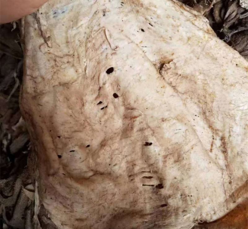 地板块整块毛肚梗子牛百叶牛毛肚块好吃不贵老板们可以省钱货