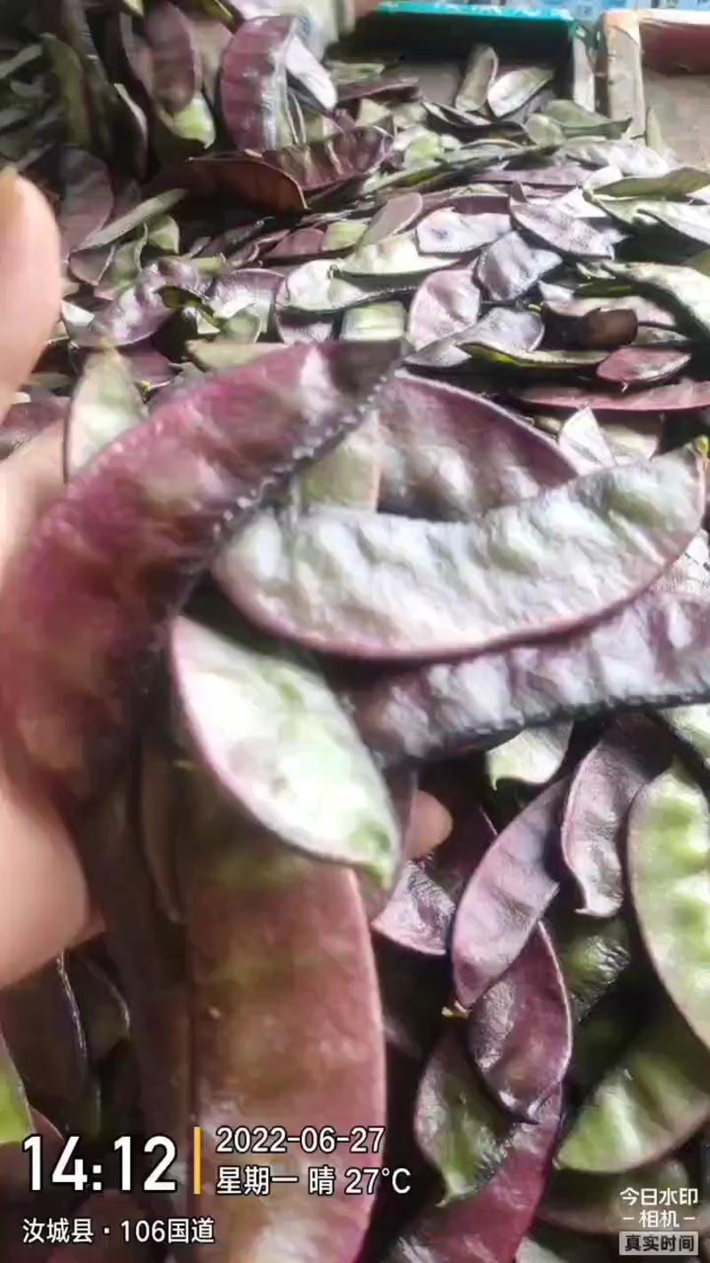 湖南紫扁豆