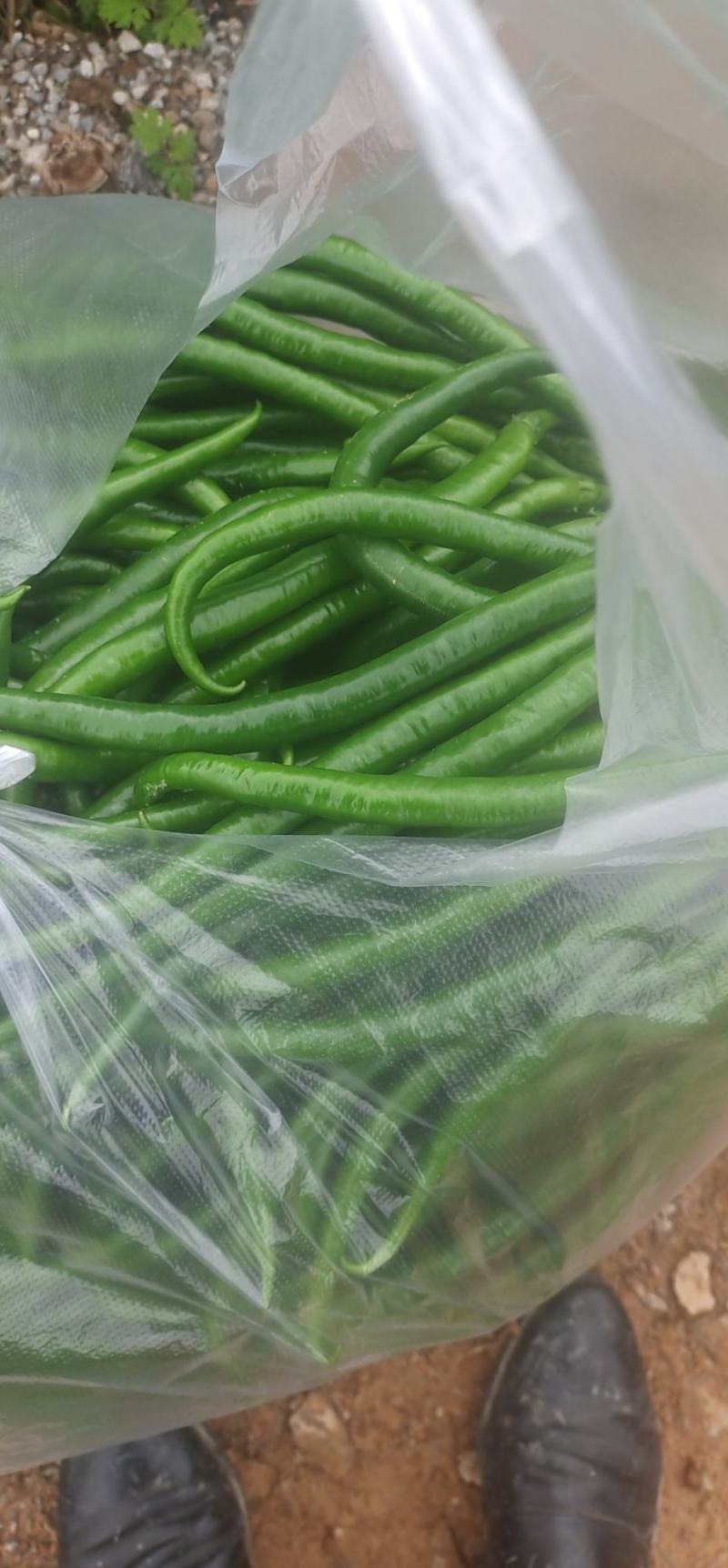 精品三号椒