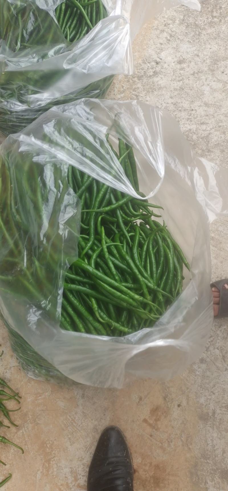 精品三号椒