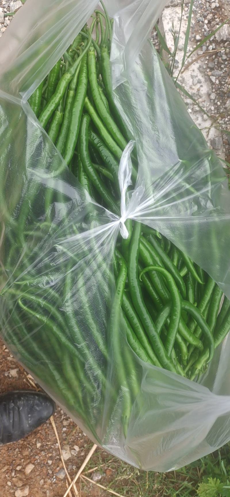 精品三号椒