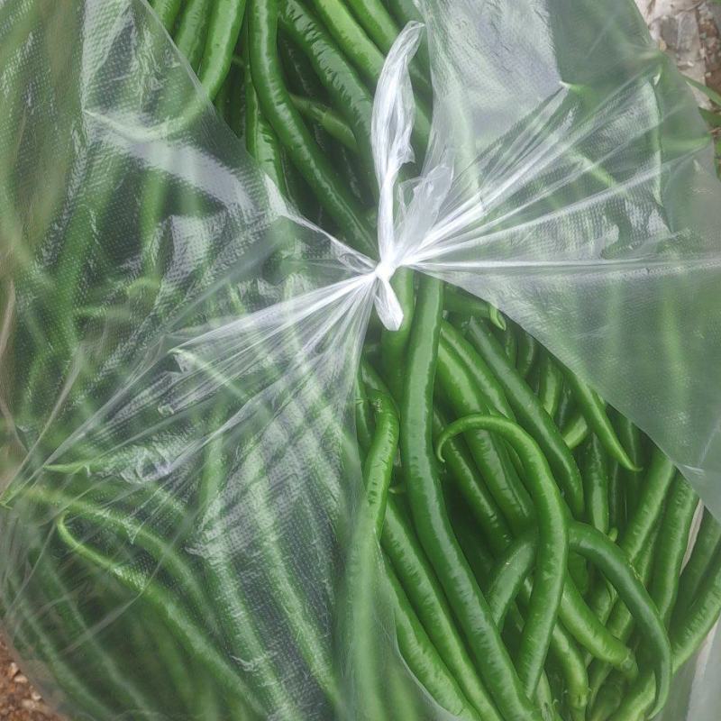 精品三号椒