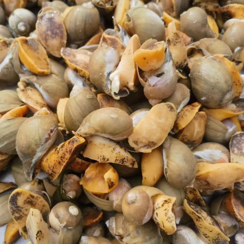 老婆脚鲍螺海鲜冷冻水产海蜗牛黄金鲍珍珠鲍贝