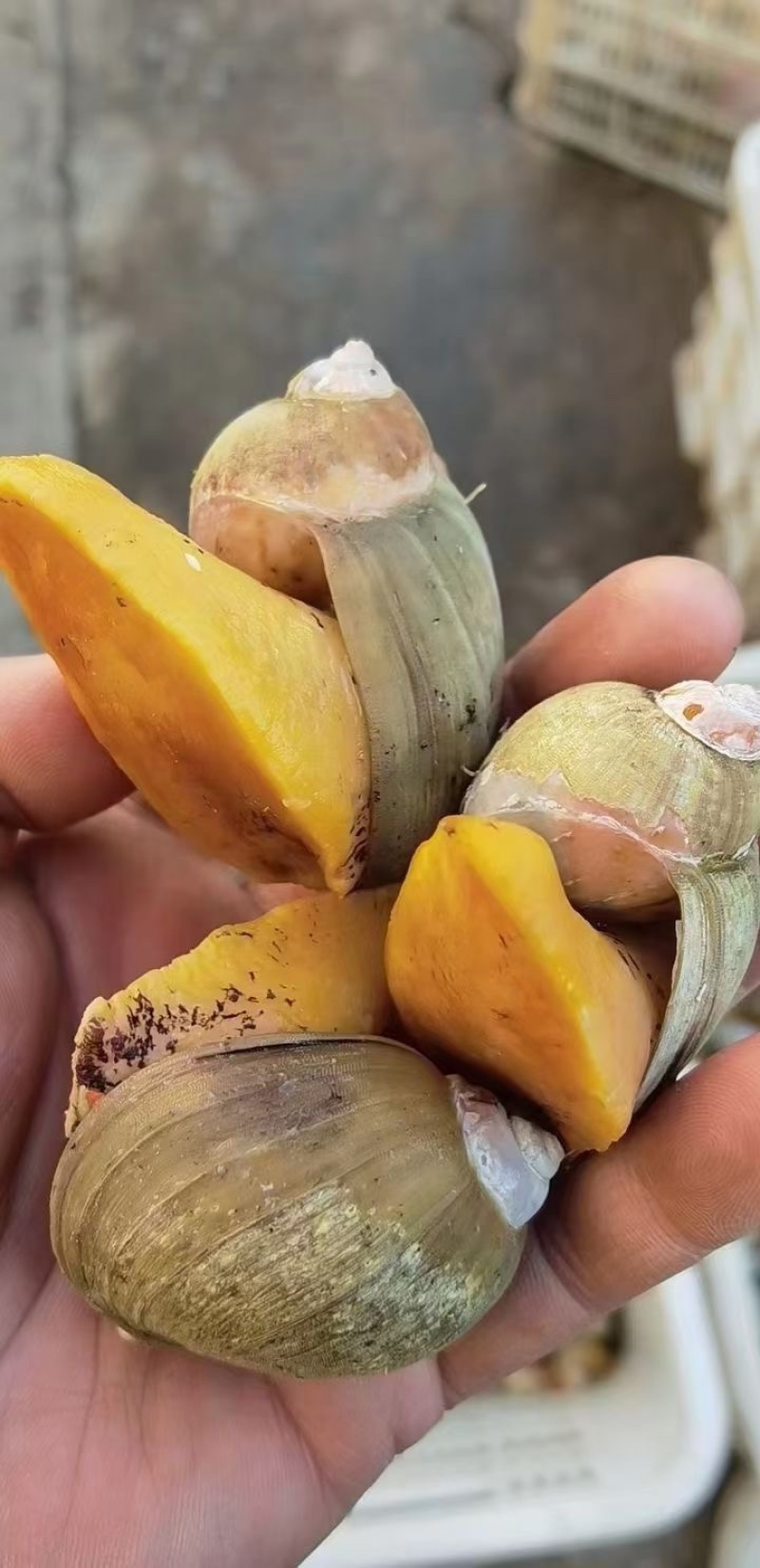 老婆脚鲍螺海鲜冷冻水产海蜗牛黄金鲍珍珠鲍贝
