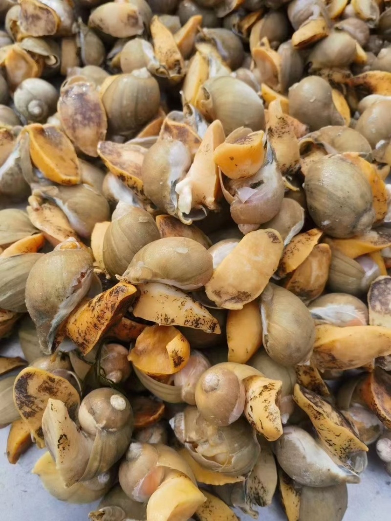 老婆脚鲍螺海鲜冷冻水产海蜗牛黄金鲍珍珠鲍贝