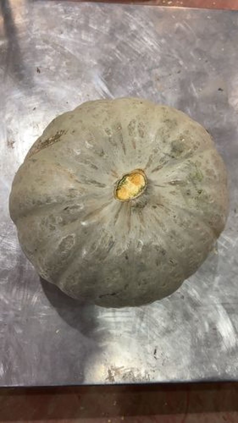 河北板栗南瓜大量上市，