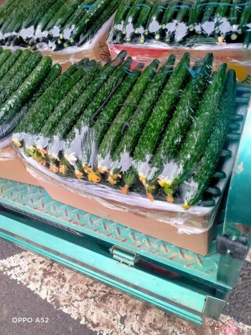 精品蜜剌黄瓜顶花带刺产地一手货源稳定供应市场批发电商团购