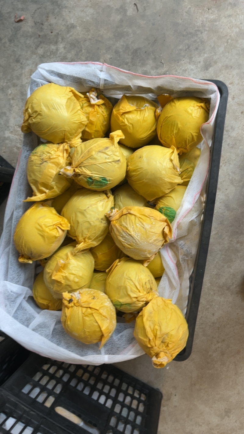精品酥脆一号梨518梨口感脆甜供应全国发发市场电商