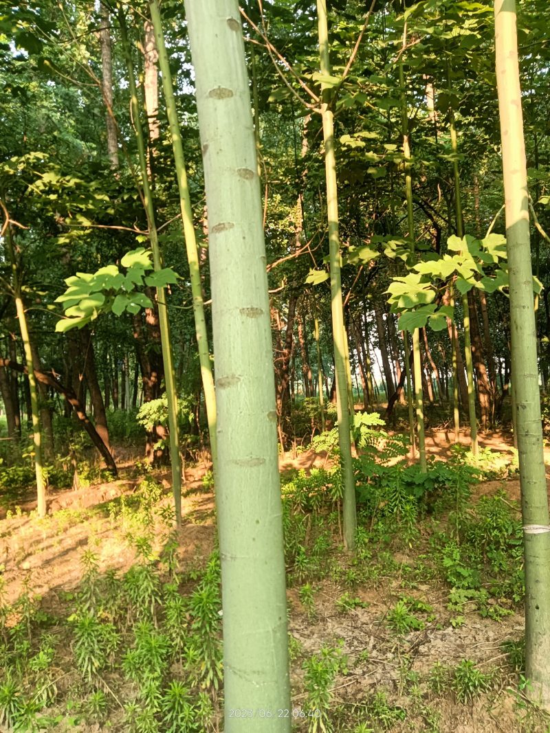 青桐出售