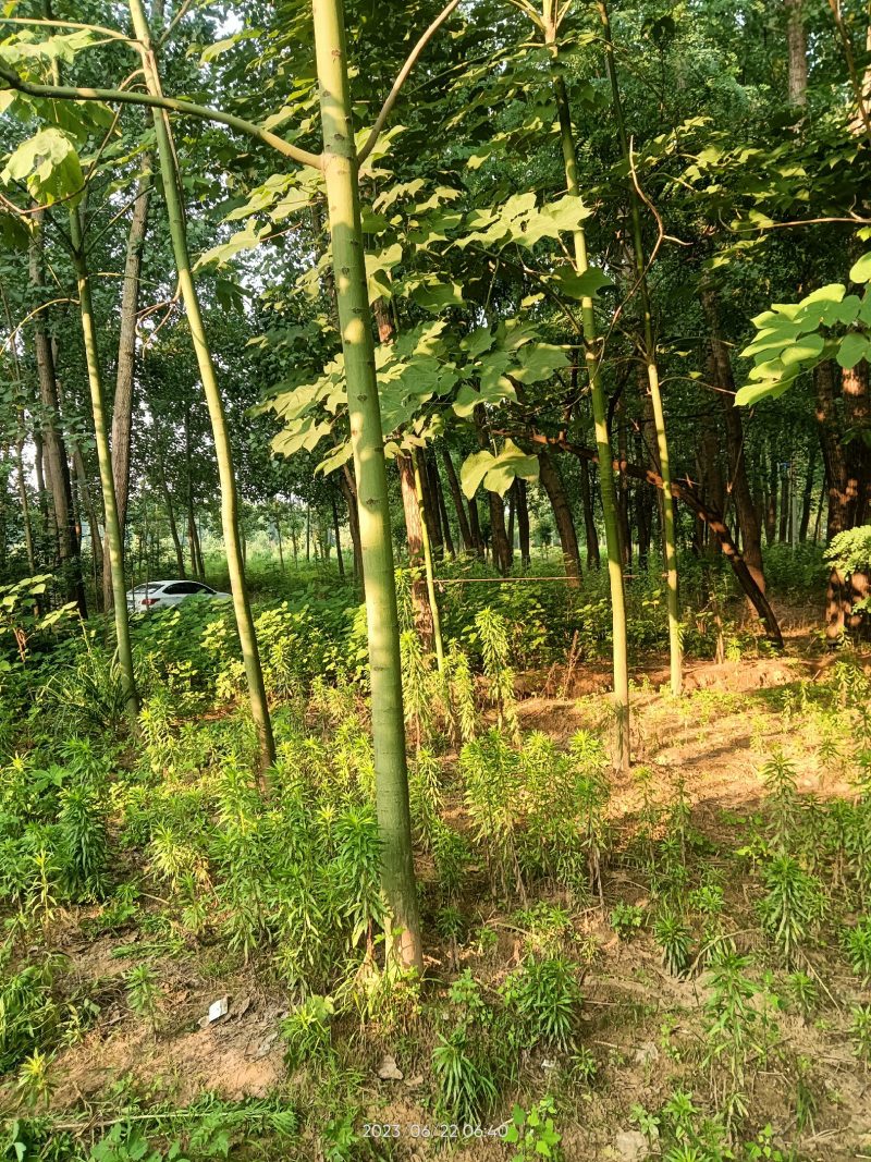 青桐出售