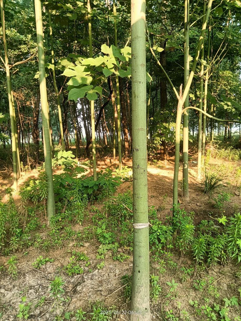 青桐出售