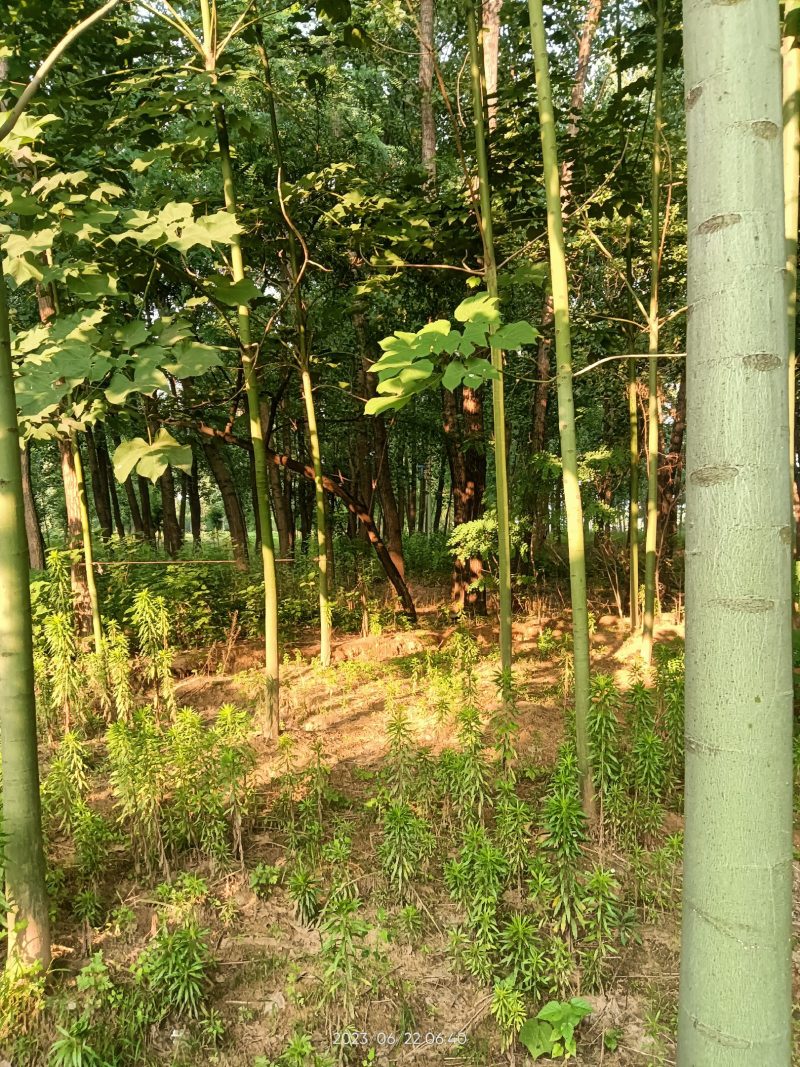 青桐出售