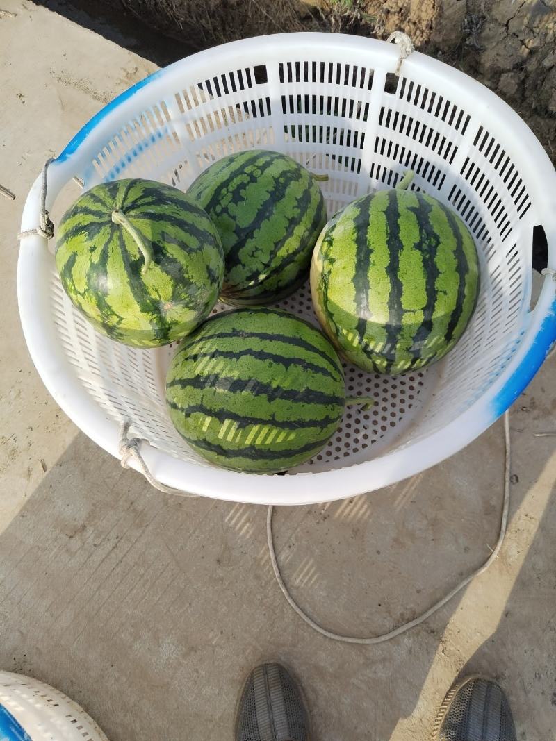美都，丽都，口口翠