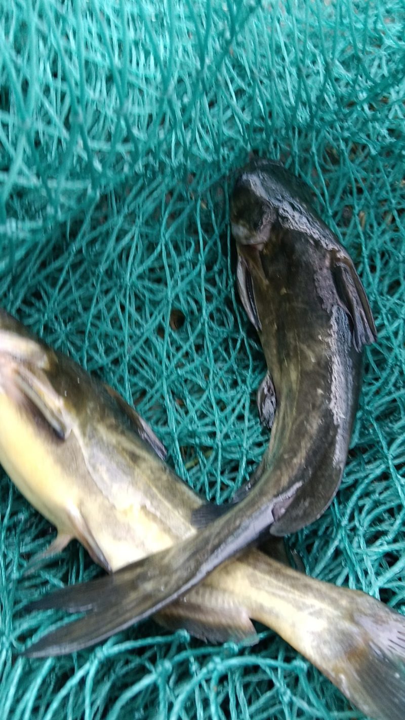 黄骨鱼