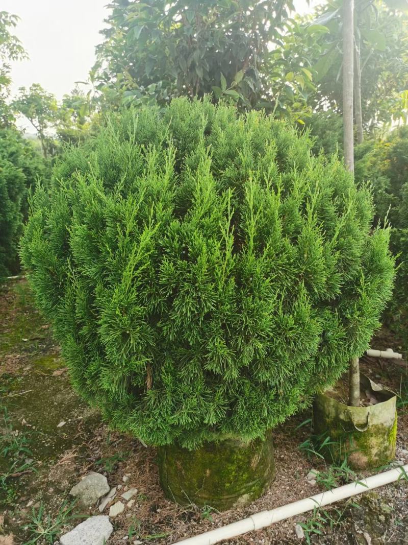 塔松球
