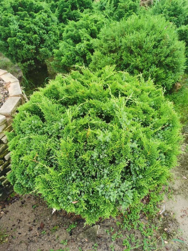 塔松球