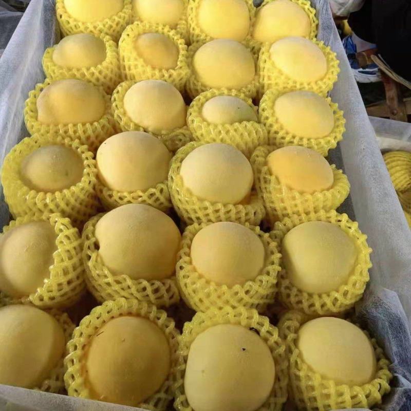 山东黄桃*甜黄金*新世纪*黄金脆*品种规格齐全*产地直发