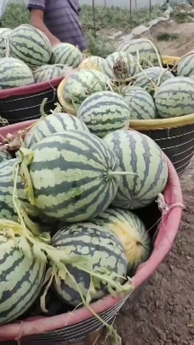 美都，二茬美都，瓜皮薄肉厚，价格美丽