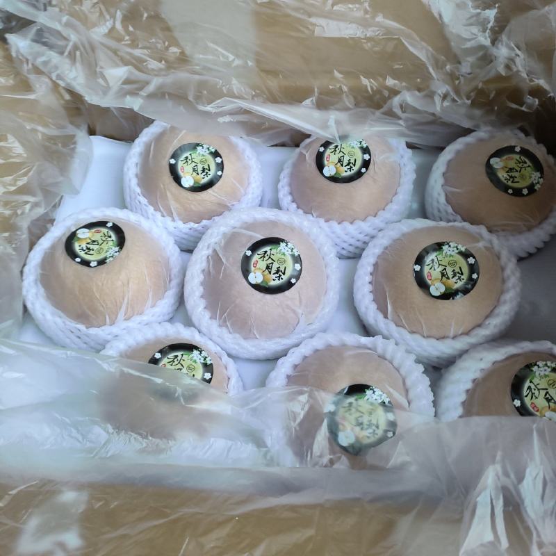 河北秋月梨新鲜上市，一手货源，口感脆甜价格低，产地直发